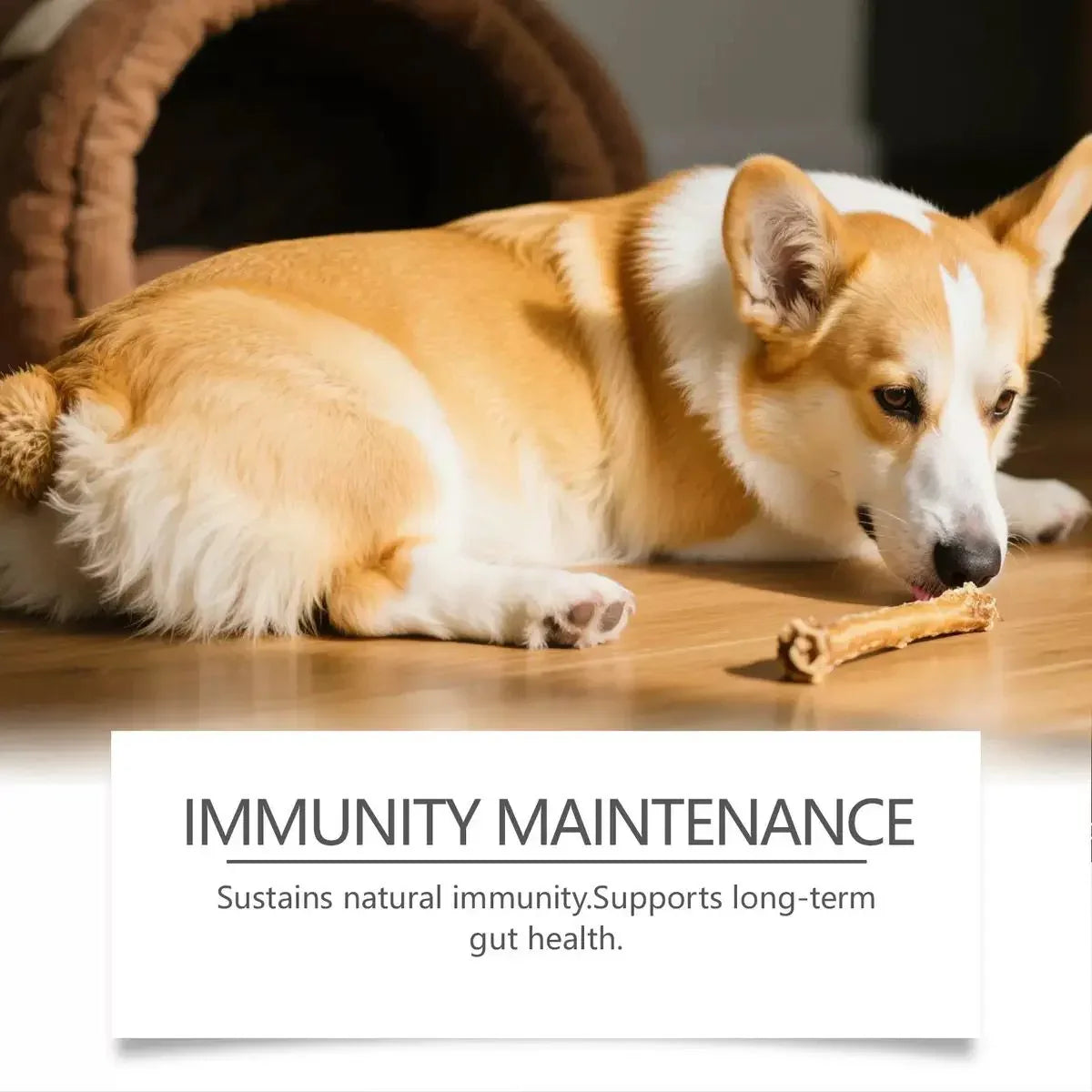 莎麗寵物夢之家-狗狗益生菌顆粒 狗狗腸道保健顆粒支持腸道平衡提升活力 - Sally Pet Dream House